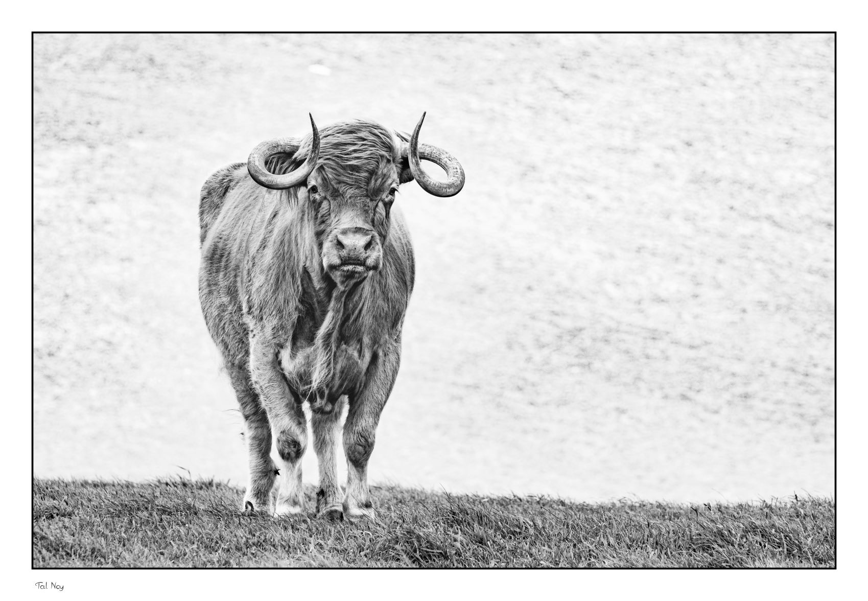 Bulls Eye - striking black and white portrait of a bull